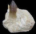 Large Mosasaur Tooth With Shark Tooth #35095-1
